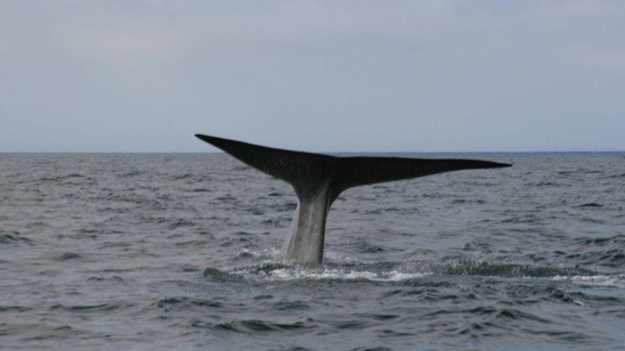 http://media.natgeotv.com/Shows/235.jpg