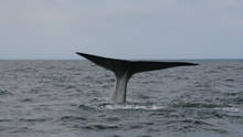 Kingdom Of The Blue Whale Programma
