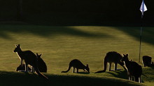 Kangaroo Kaos show