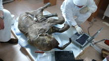 Baby Mammoth: Frozen In Time Programma