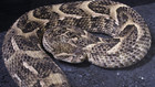 Ultimate Vipers