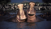 Wildlife Photographers show