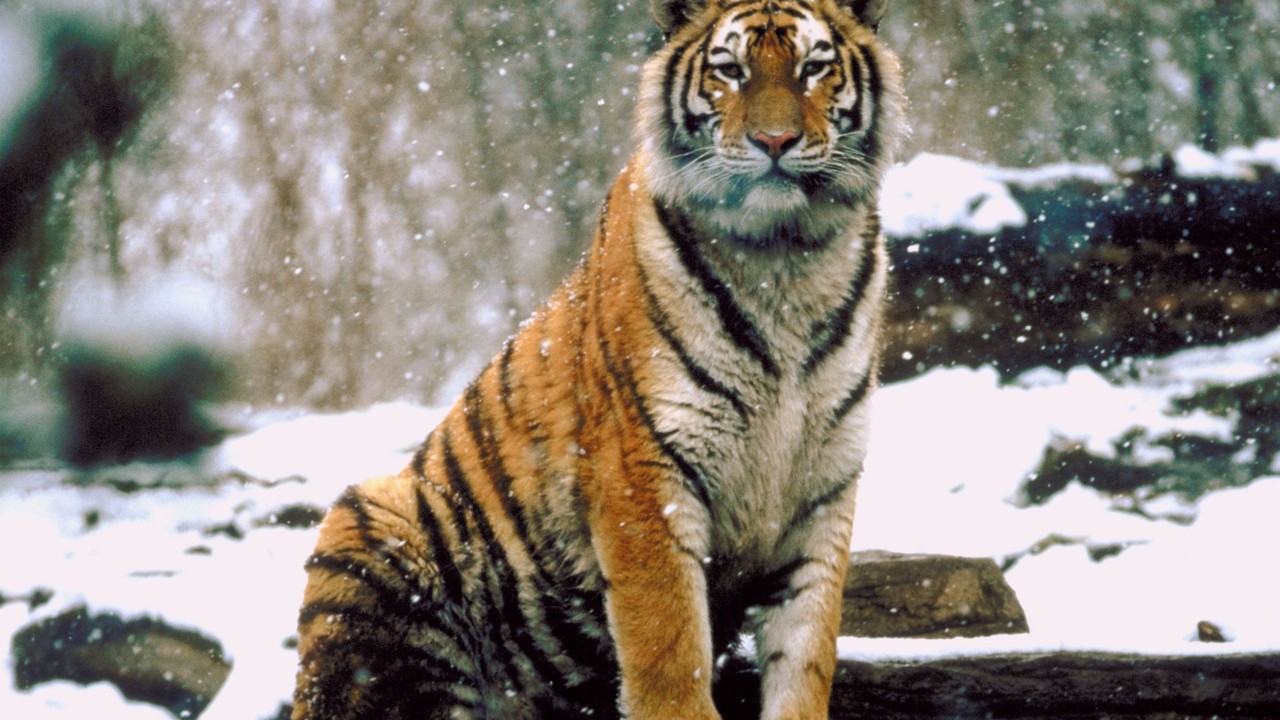 http://media.natgeotv.com/Shows/2711.jpg