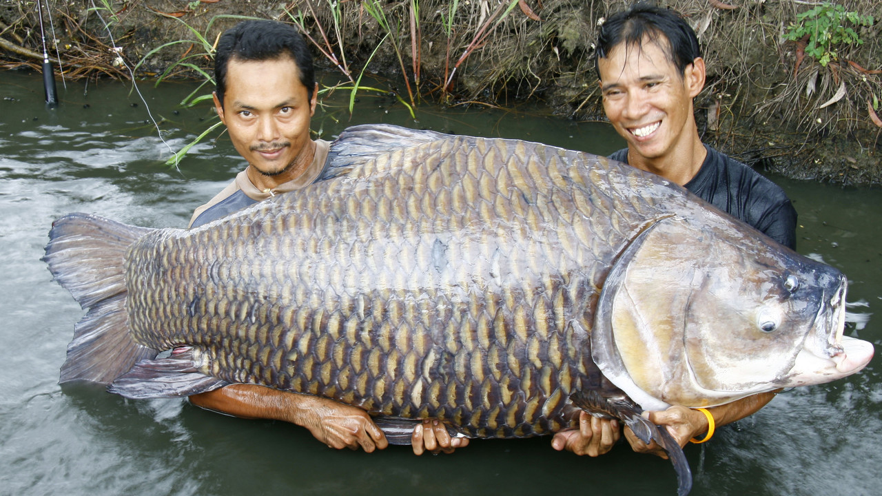 http://media.natgeotv.com/Shows/2818.jpg