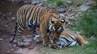 La brigade du tigre