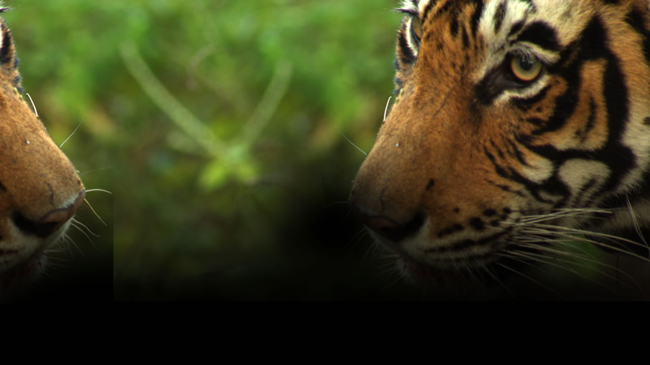 http://media.natgeotv.com/Shows/3103.jpg