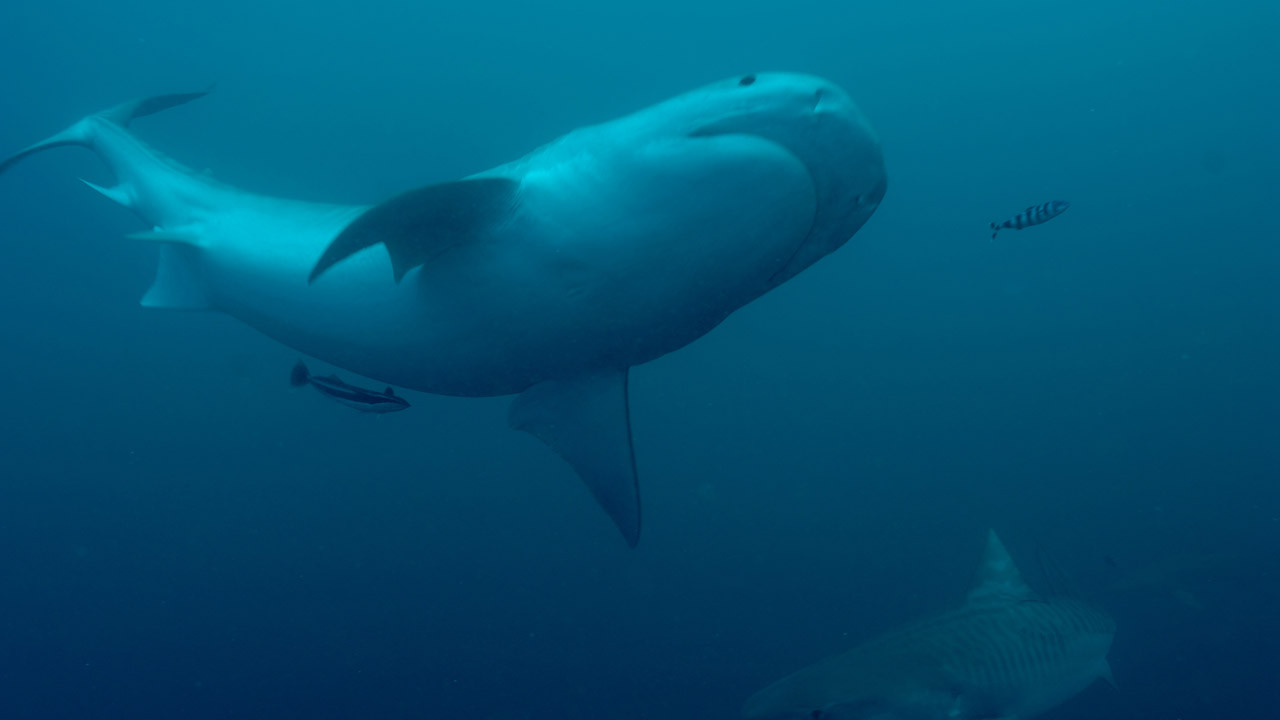 http://media.natgeotv.com/Shows/3176.jpg