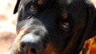 Dogtown - Das Hundeasyl: Eine zweite Chance: Eine zweite Cha...