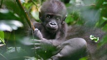 剛果神祕大猩猩 Mystery Gorilla show
