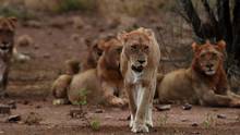 Lion Army show