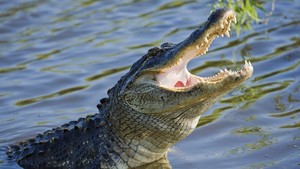 動物殺手 World's Deadliest Animals show