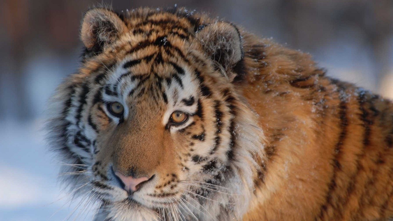 http://media.natgeotv.com/Shows/3263.jpg