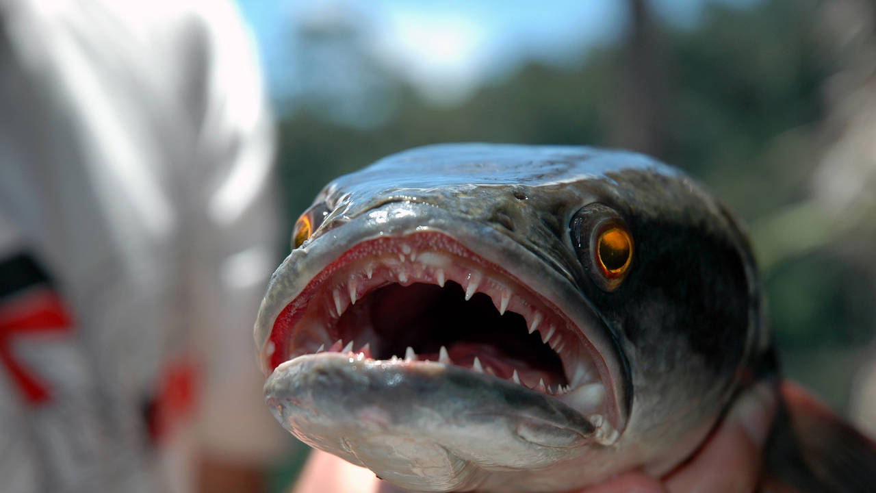 http://media.natgeotv.com/Shows/328.jpg