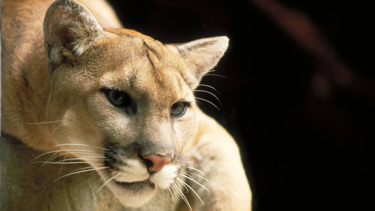 http://media.natgeotv.com/Shows/331.jpg