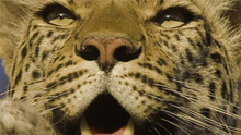 Living With Big Cats show
