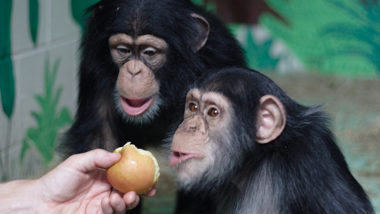 http://media.natgeotv.com/Shows/3338.jpg