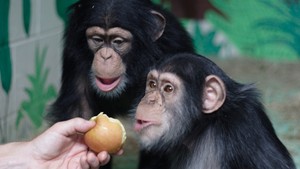 人猿本一家 Human Ape show