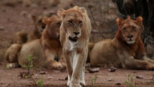 獅子大軍 Lion Army show