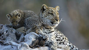 Living With Big Cats Program