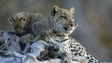 Un leopardo in famiglia programma