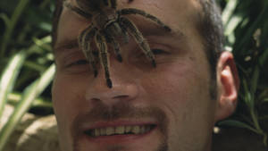 Horror-Insekten Programm