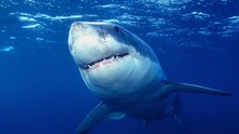 大白鯊終極檔案 Ultimate Shark show