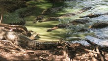 史前鱷勢力 When Crocs Ate Dinosaurs show