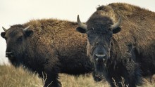 美洲野牛復育記 American Buffalo: Battling Back show