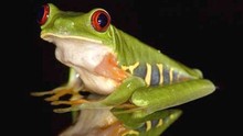 青蛙滅絕危機 Frogs: The Thin Green Line show