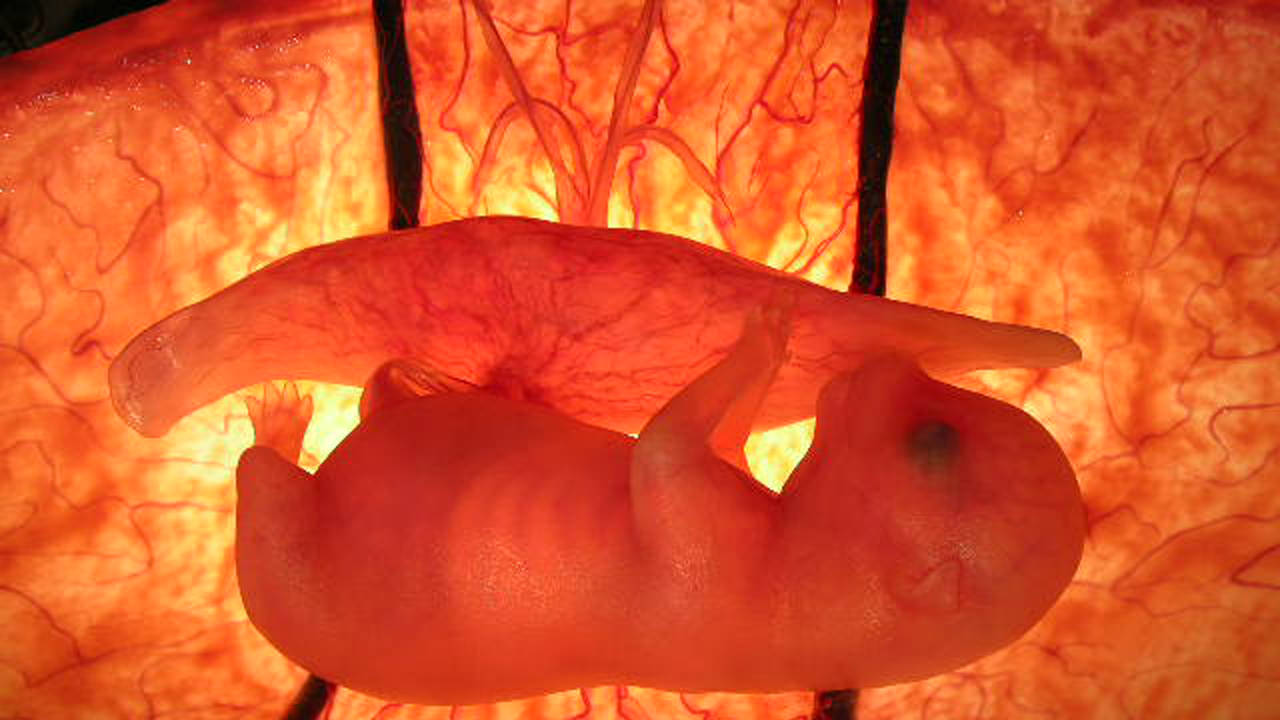 http://media.natgeotv.com/Shows/379.jpg