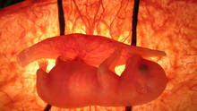 In The Womb: Animals Programma