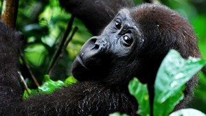 Mystery Gorilla show