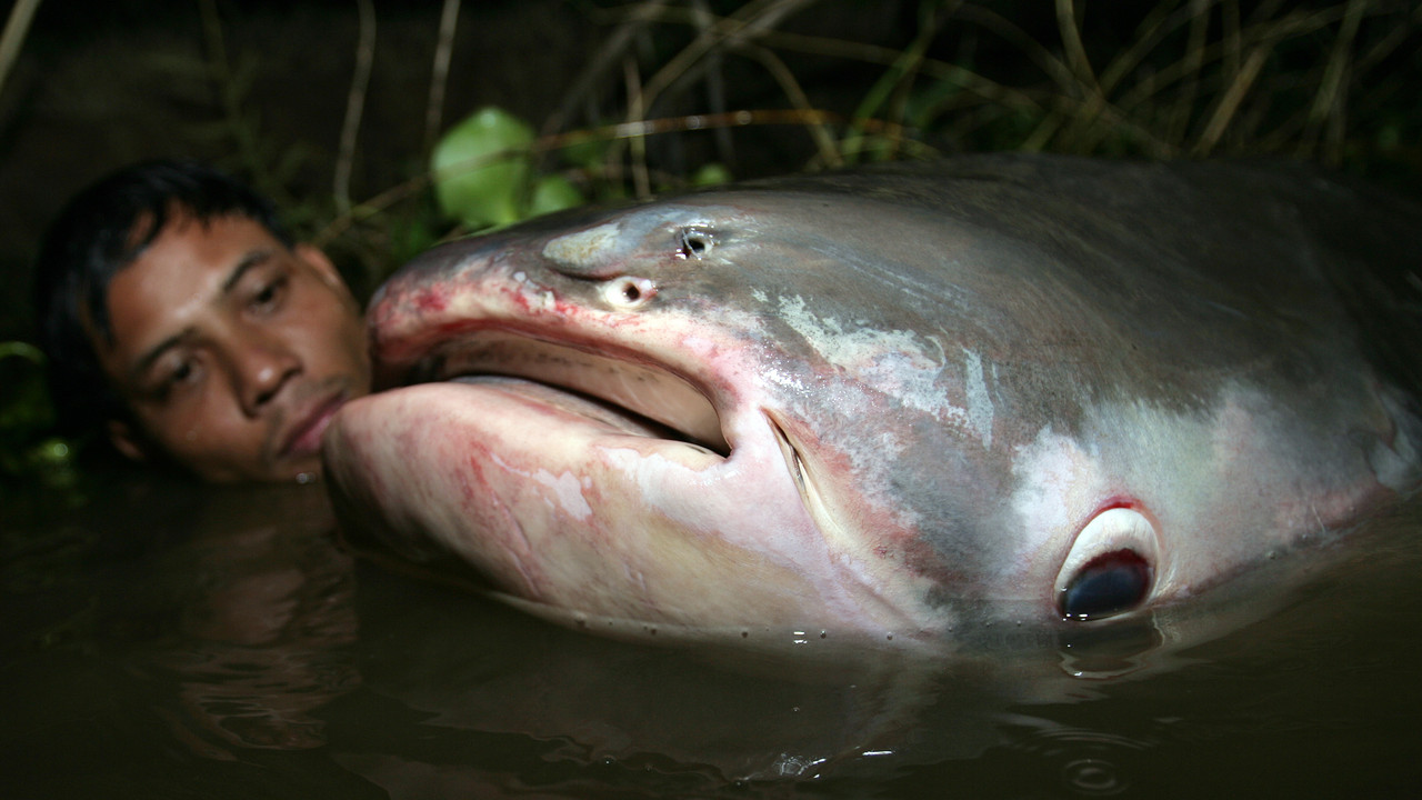 http://media.natgeotv.com/Shows/3818.jpg