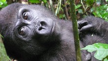 Gorillamysteriet Program
