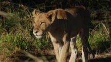 Battle At Kruger: Caught On Safari Programma