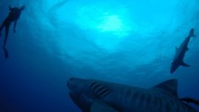海洋綠洲 Underwater Oasis show