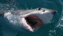 Sharkville show