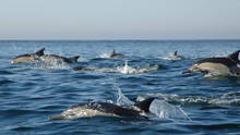 Dolphin Army show