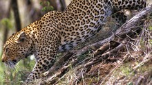 花豹殺手 Killer Leopards show