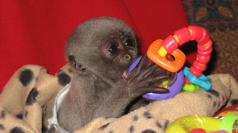Monkey Life