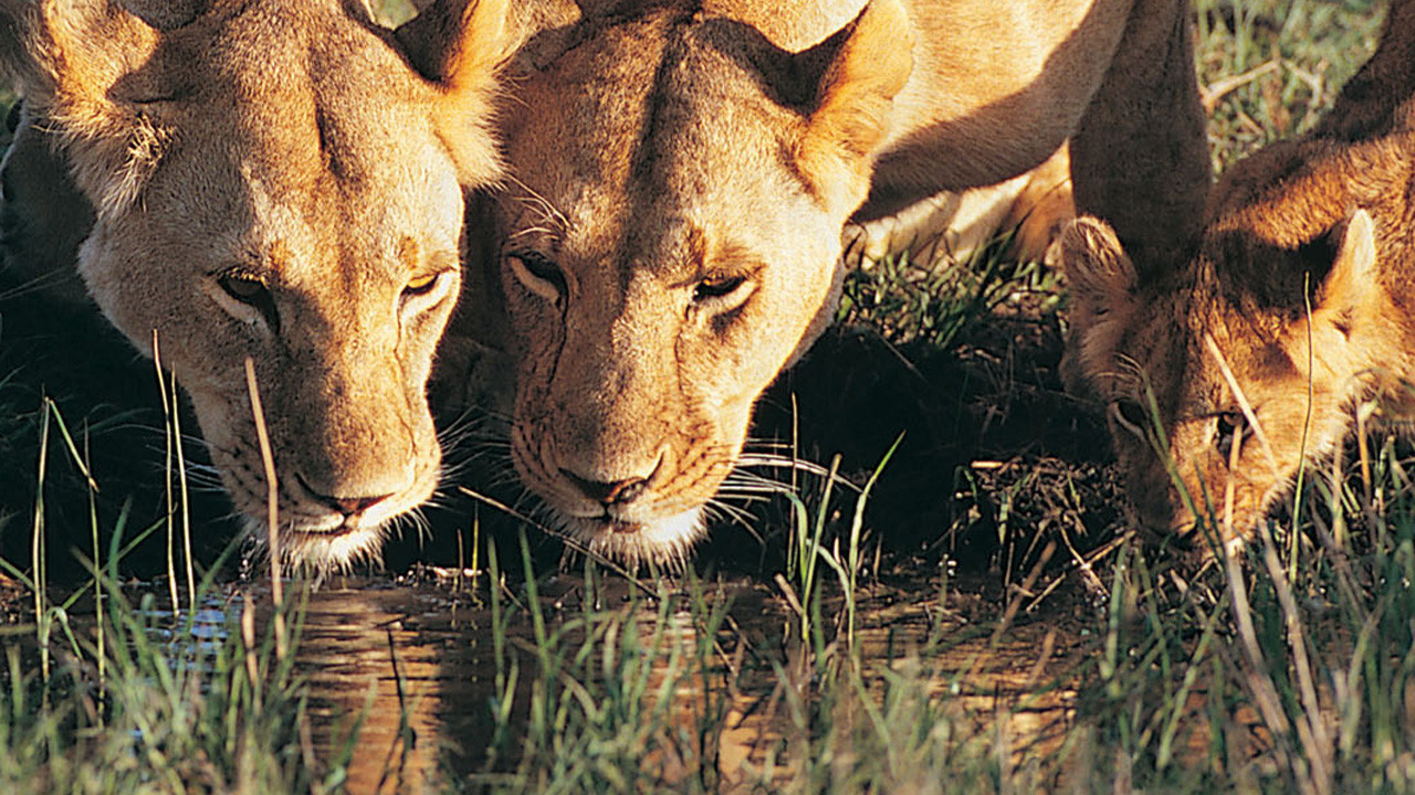 http://media.natgeotv.com/Shows/4200.jpg