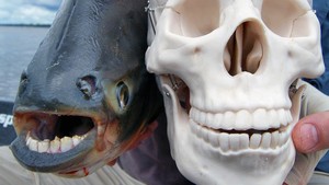 極限釣魚 Hooked show