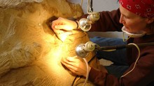 恐龍木乃伊 Dino Autopsy show