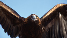 I predatori del cielo programma