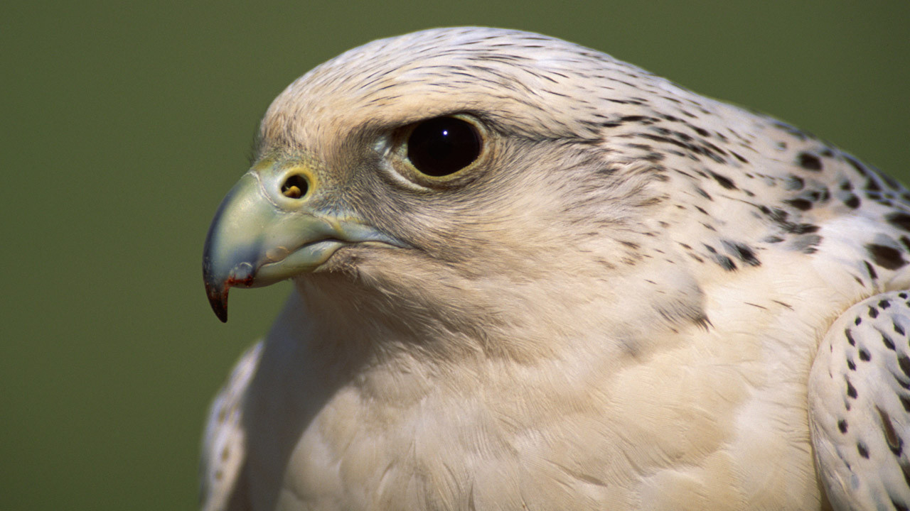 http://media.natgeotv.com/Shows/4555.jpg