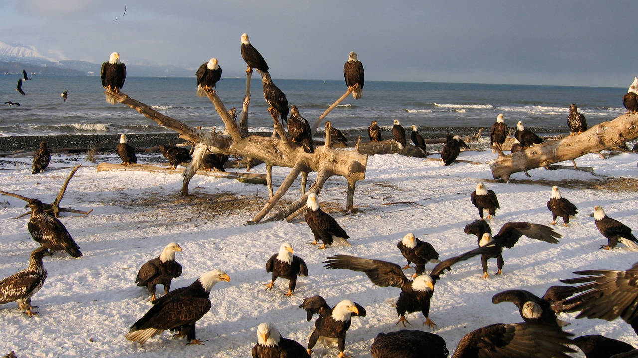 http://media.natgeotv.com/Shows/463.jpg