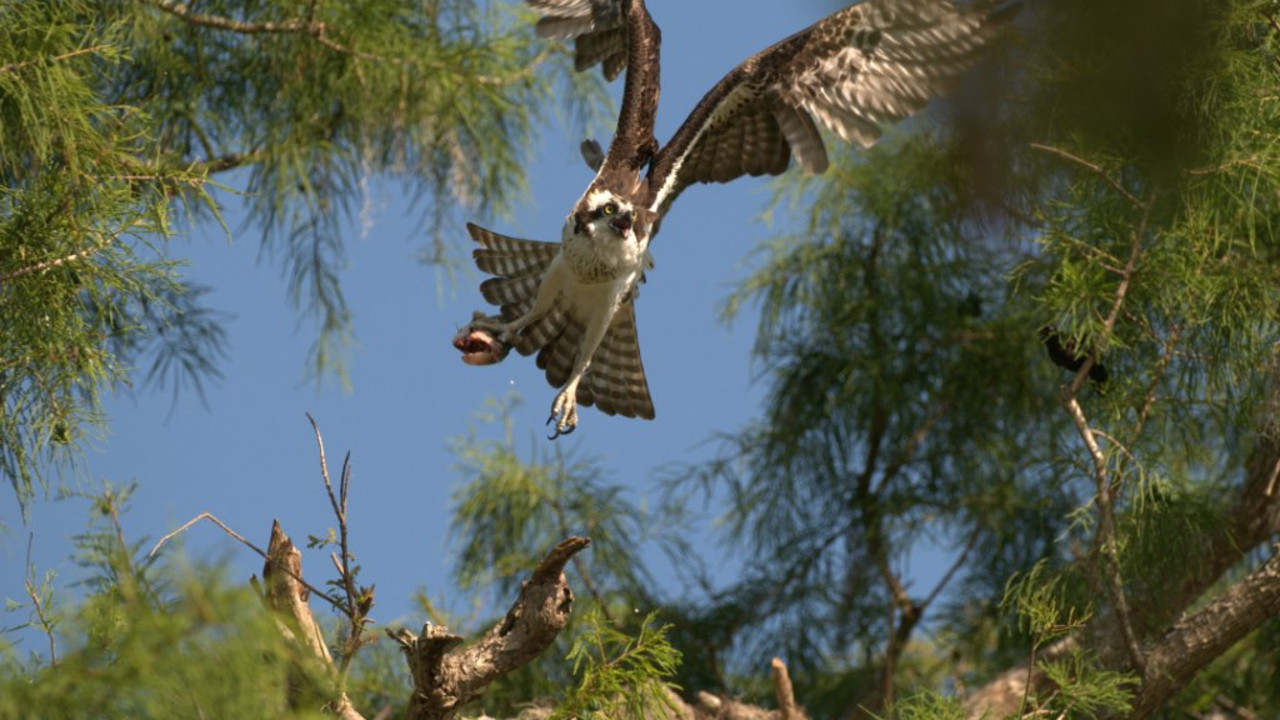 http://media.natgeotv.com/Shows/4710.jpg