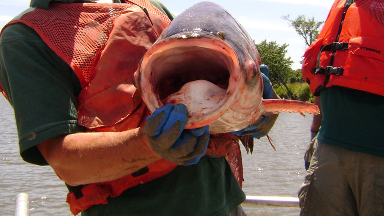 http://media.natgeotv.com/Shows/4893.jpg