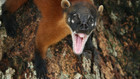 Amazonia's Giant Jaws