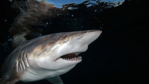 Shark Week programma